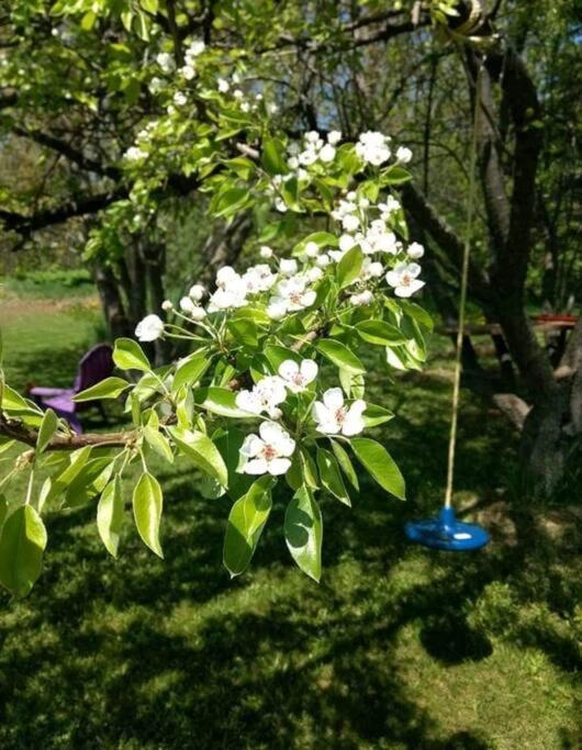 Family Friendly Cottage ☆Walking Distance To Beach Lion's Head Extérieur photo